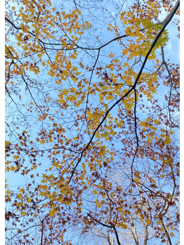 《 miki 》秋を感じに紅葉狩りへ ＊_20201119_1