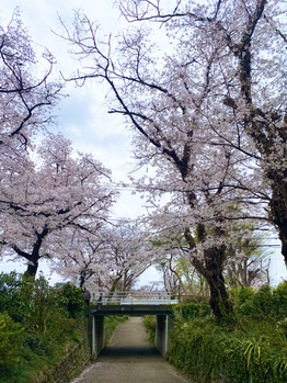 立川の花見スポット_20210329_1