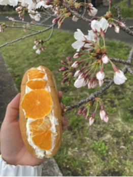 最後の桜_20210410_1