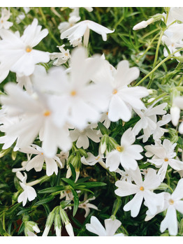 《 miki 》 9日、月曜日も営業します ◯_20210806_1