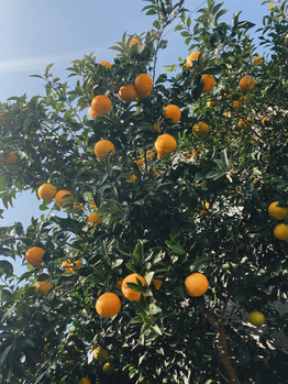 《 miki 》 12月の出勤スケジュール！_20211128_1