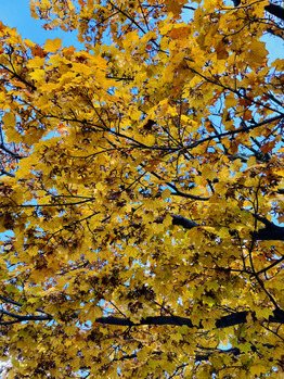 【SAE】紅葉_20211204_1