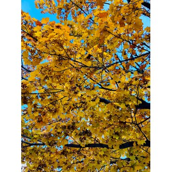 【SAE】紅葉_20211204_1