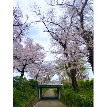 立川の花見スポット_20210329_1