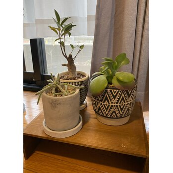 i083018097-1 植物!_20230126_1