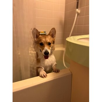 癒し犬_20230129_1