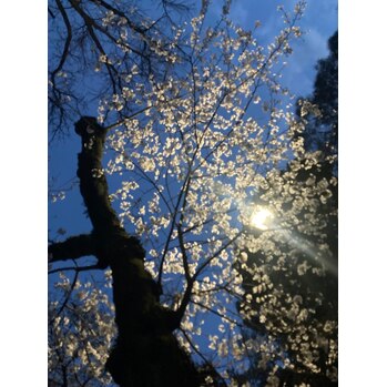 お花見_20230323_2