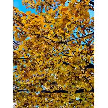 【SAE】紅葉_20211204_1