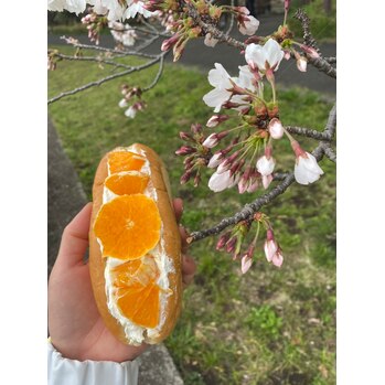 最後の桜_20210410_1