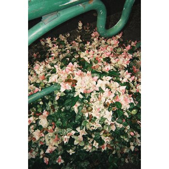 本日のスパ枠！_20250720_1